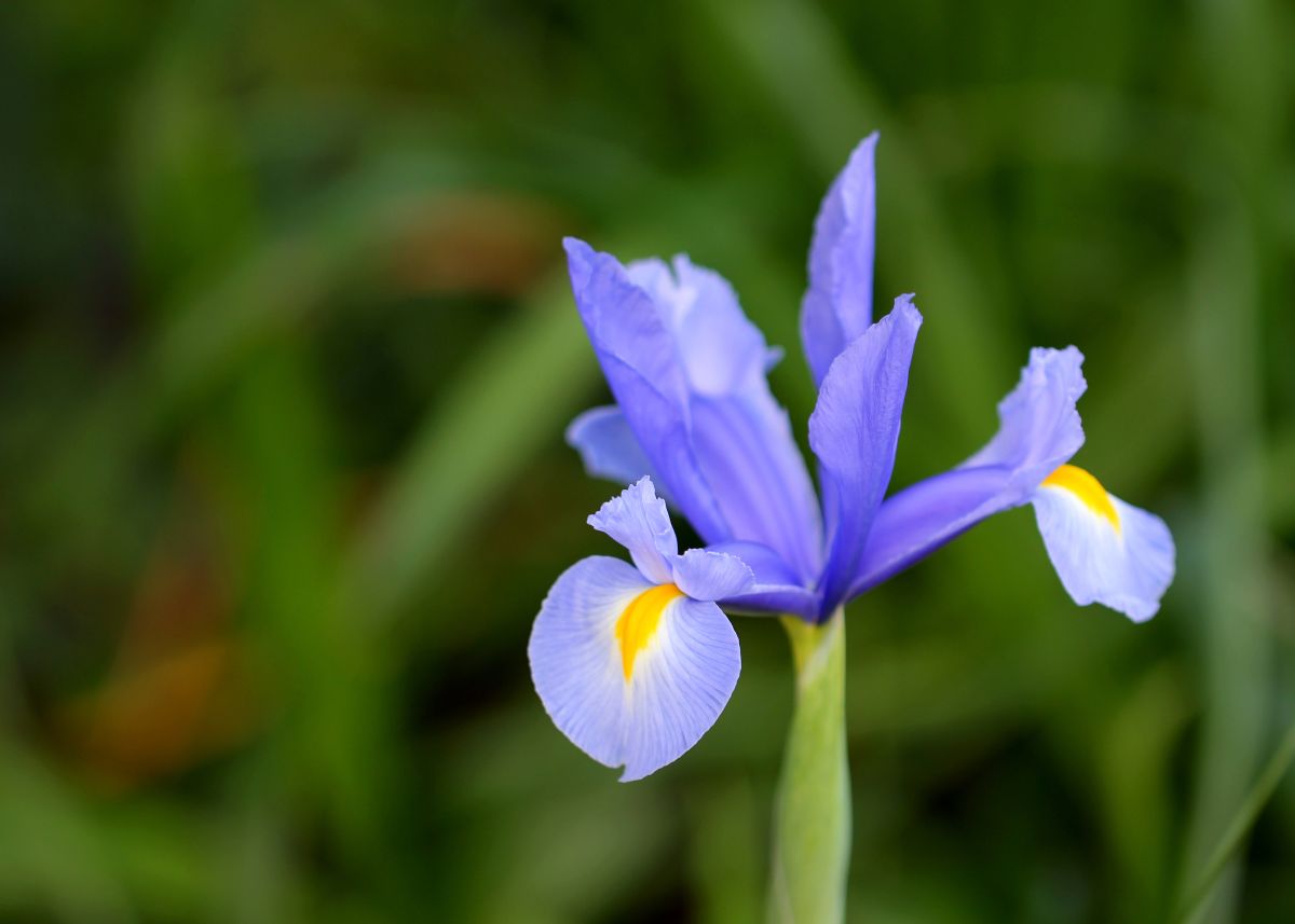 Vilkdalgiai (irisai) apsipils žiedais