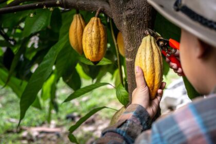Kakavos plantacijos