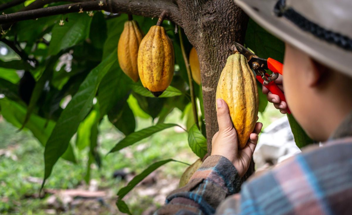 Kakavos plantacijos