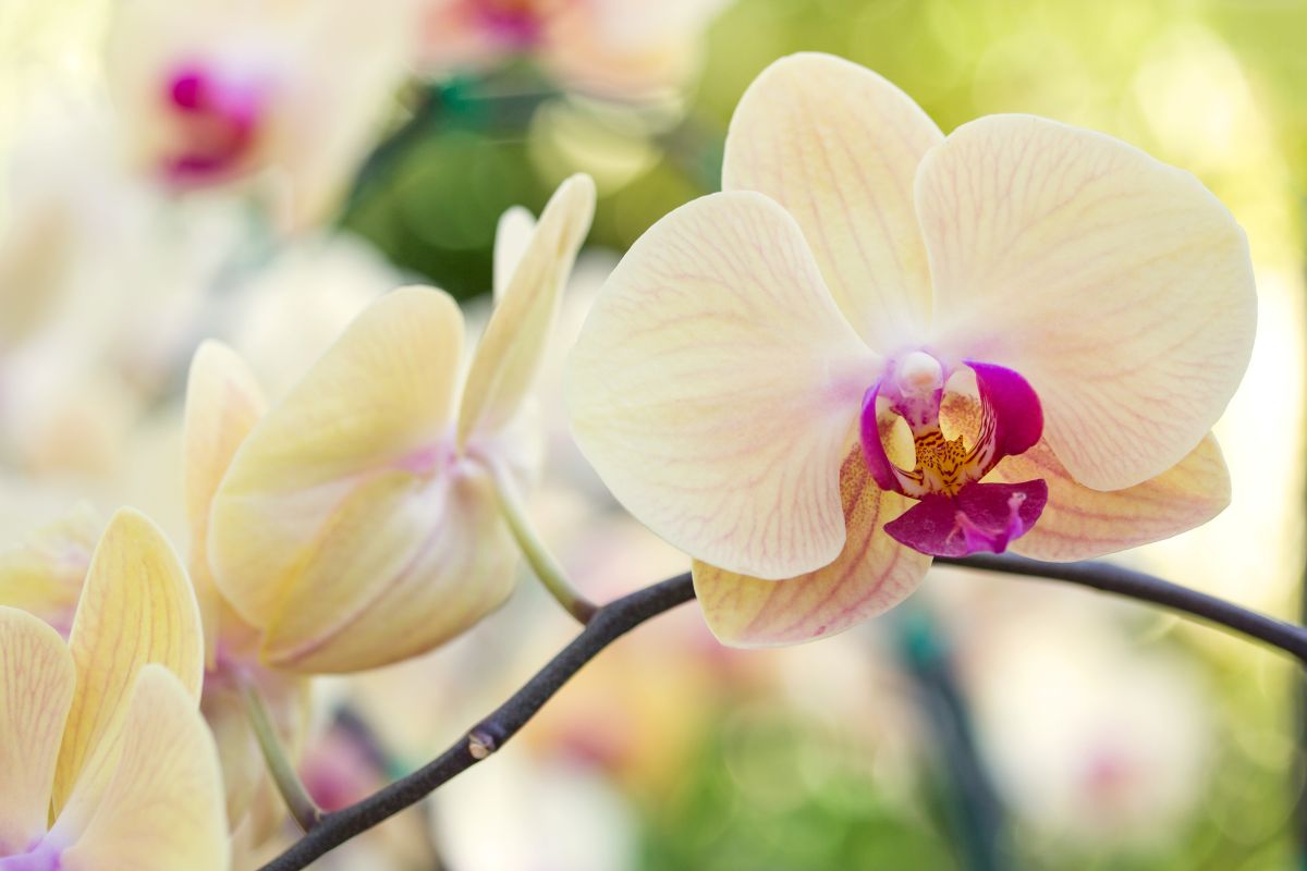 Orchidėja įsišaknys per kelias savaites