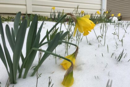 Pavasaris su sniegu