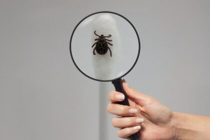 Didžiuliai erkių pavojai