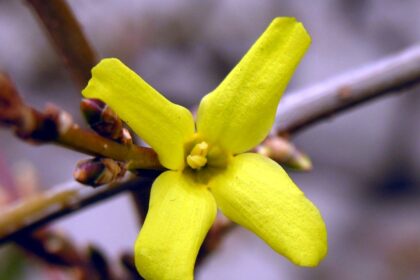 Forsythia žiedai