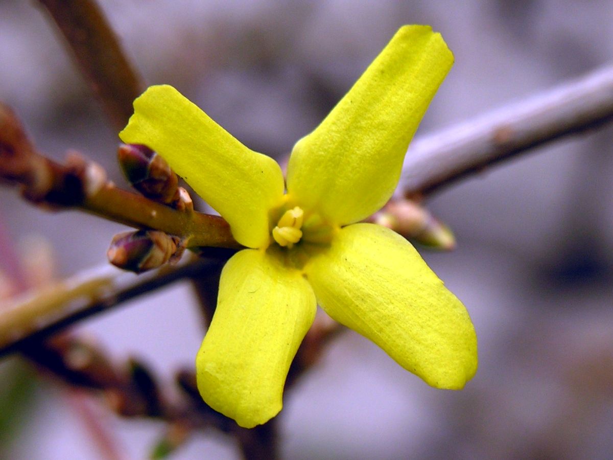 Forsythia žiedai