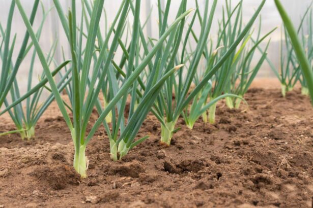 Geriausia diena sodinti svogūnus