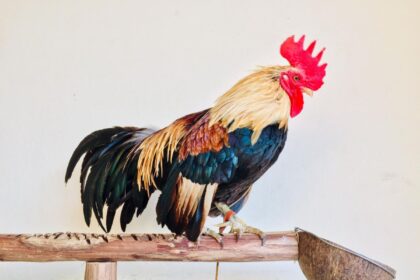 Giedantis gaidys