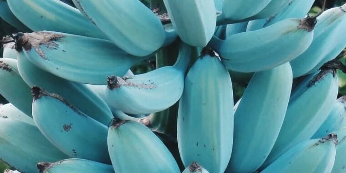 Java Blue bananai
