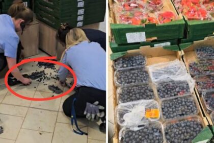 Lidl išsibarsčiusios uogos