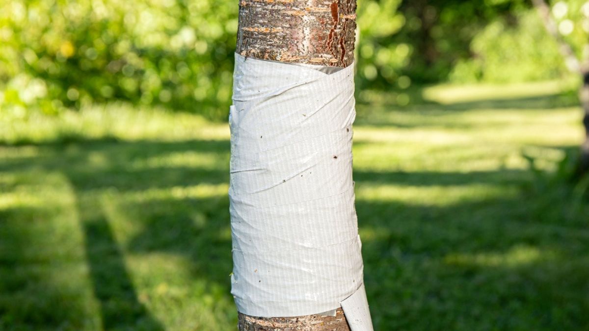 Lipni juosta medžiams / epicgardening.com nuotr.
