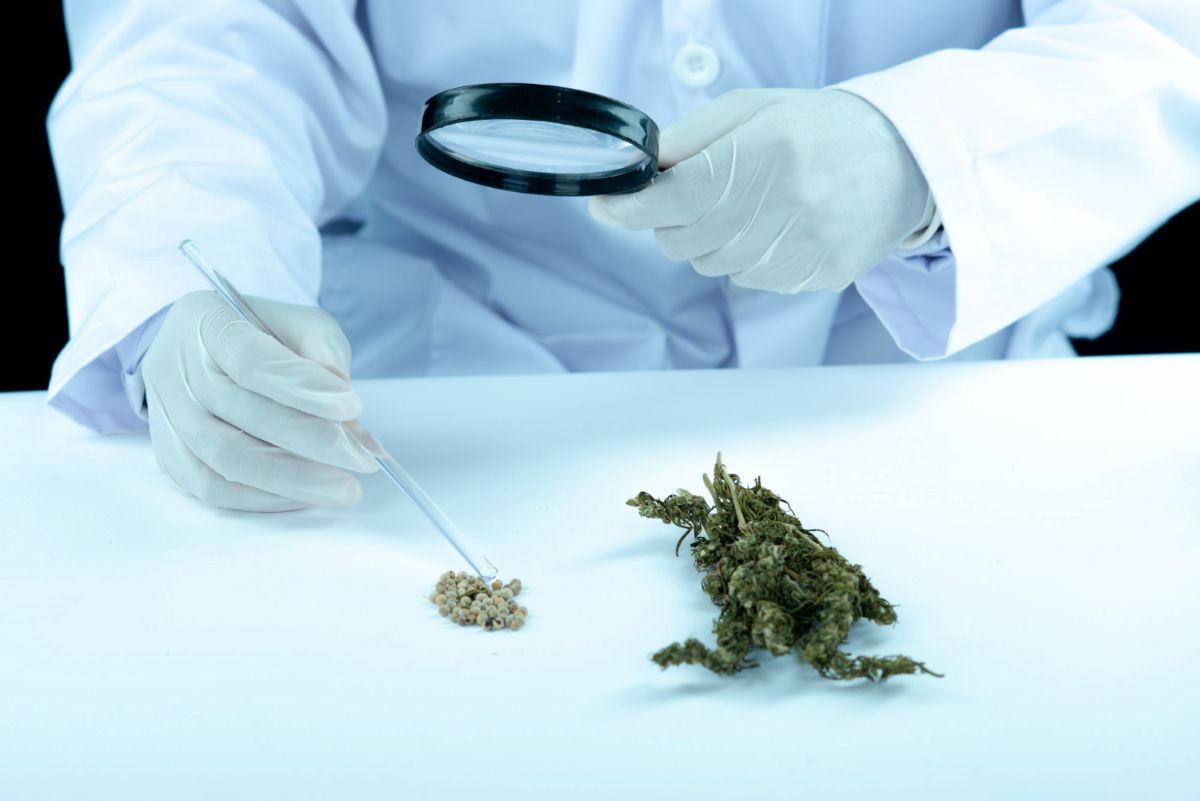 Medicininės kanapės