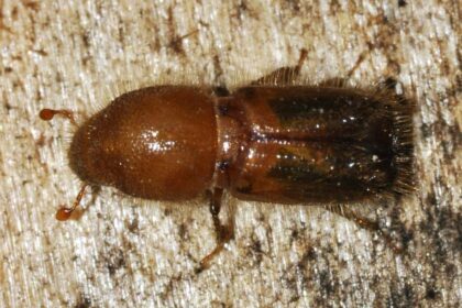 1024px-Ips-typographus-03-fws