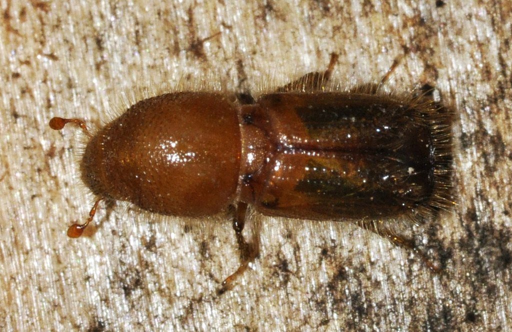 1024px-Ips-typographus-03-fws