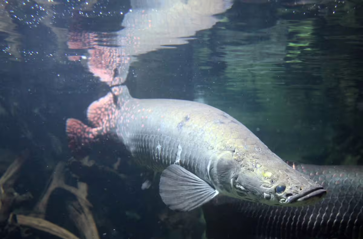 Arapaima žuvis / Wikipedia.org nuotr.