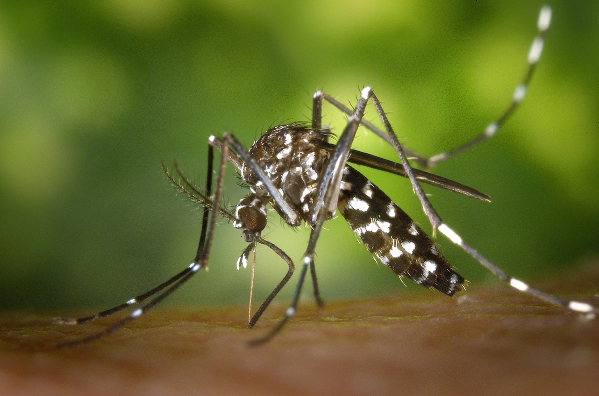 Azijos tigrinis uodas (lot. Aedes albopictus) / Wikipedia.org nuotr.