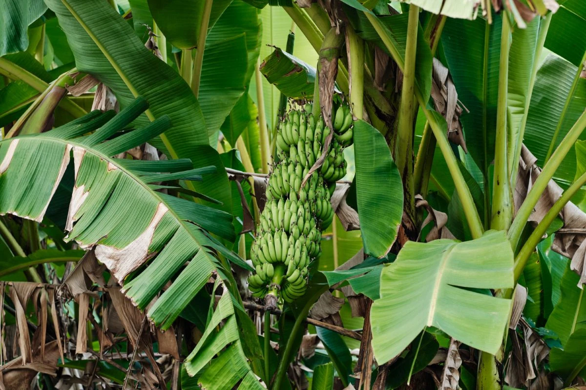 Bananų plantacijos