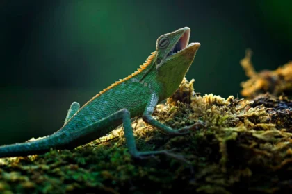 Chameleon virusas tuština sąskaitas