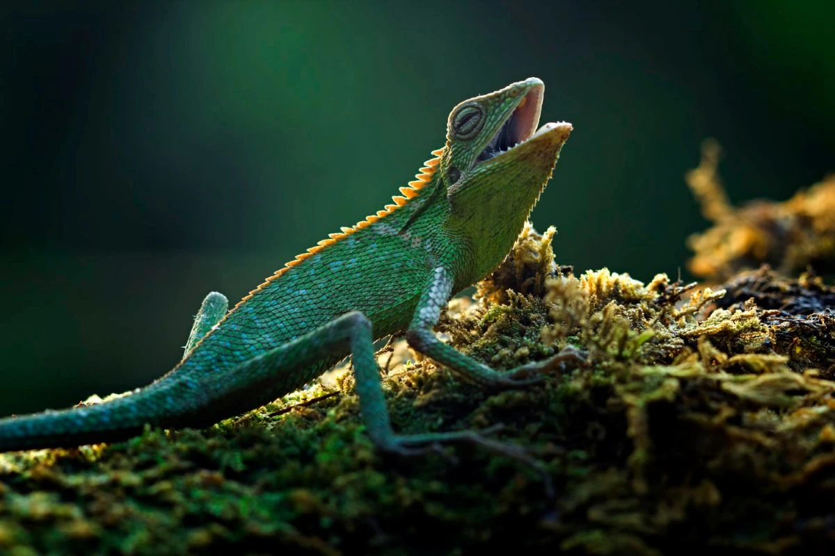 Chameleon virusas tuština sąskaitas