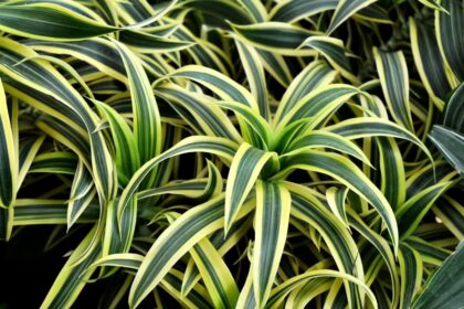 Dracena
