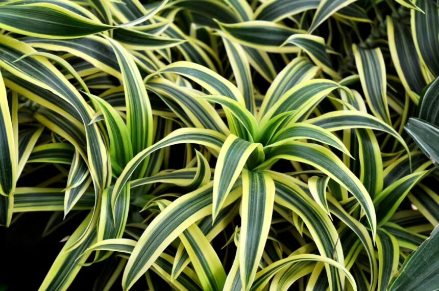 Dracena