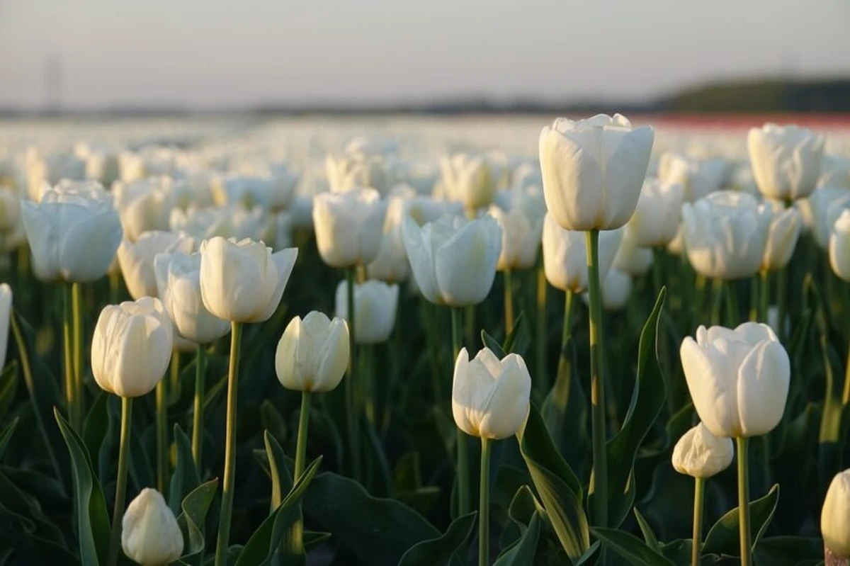 Kada iškasti tulpes