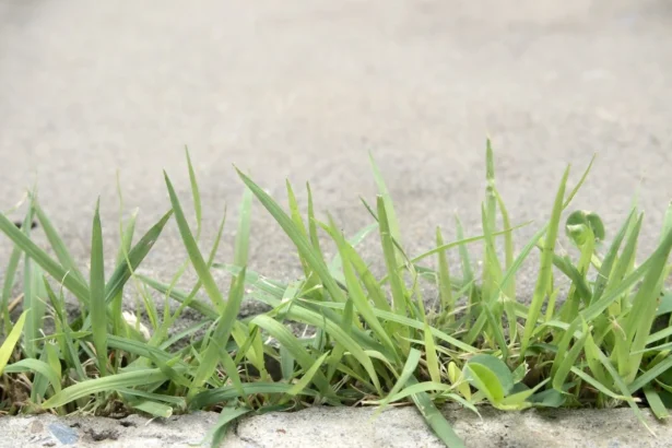 Piktžolės tarp plytelių