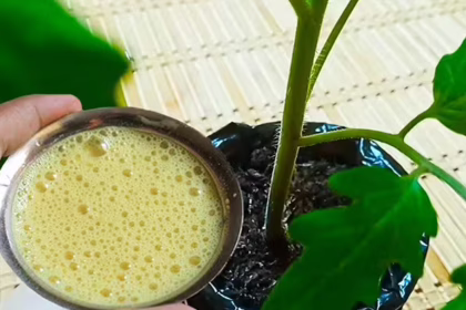 Pomidorų tręšimas su bananų nuoviru
