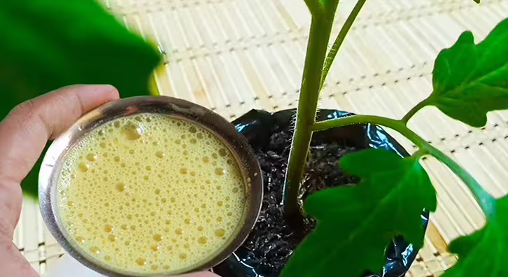 Pomidorų tręšimas su bananų nuoviru