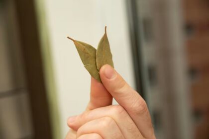 Ritualai su lauro lapais