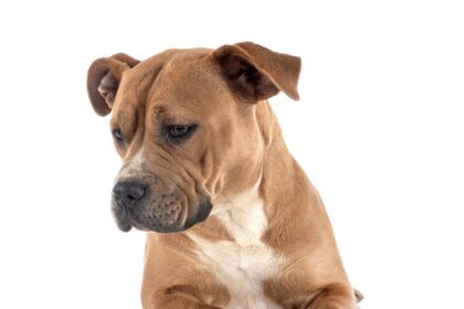 Staffordshire Bull Terrier