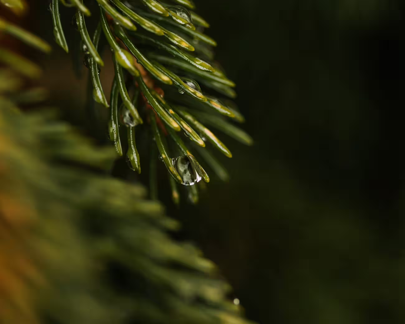 Spygliuočių laistymas vasarą