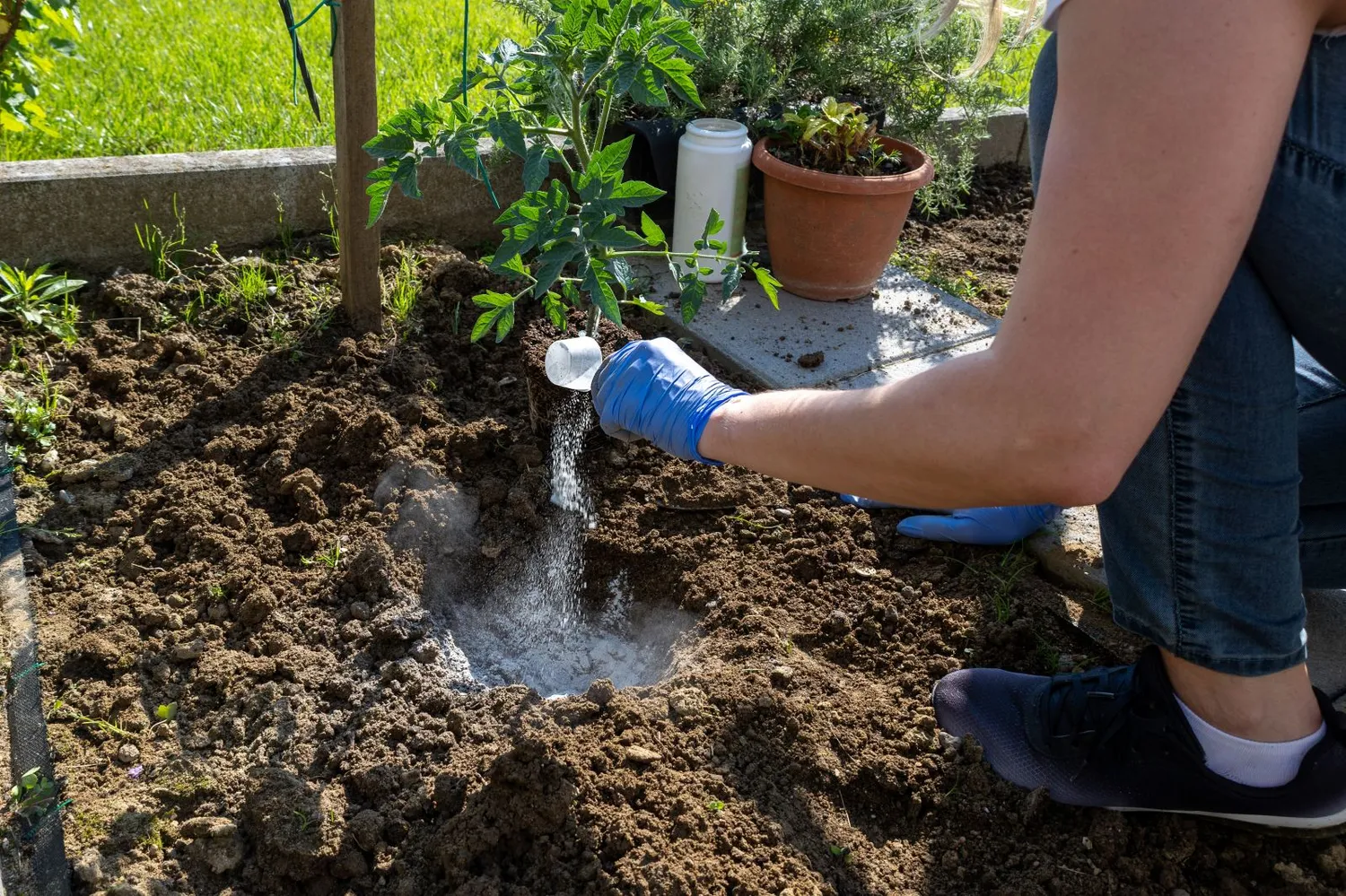 Geriausia pomidorų trąša