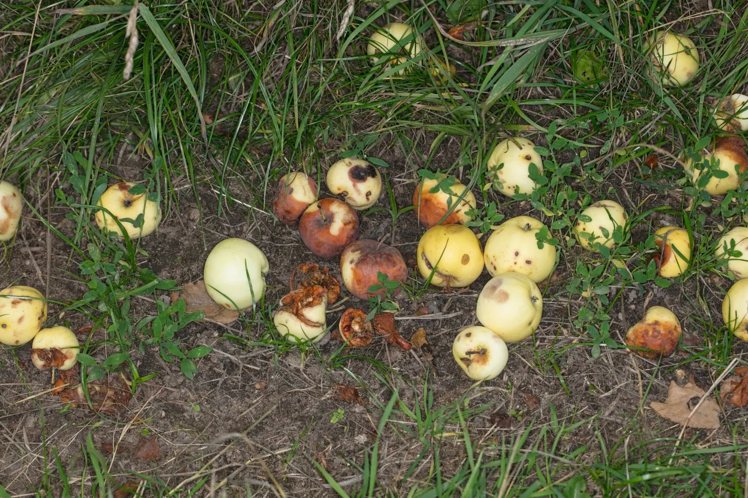 Nukritę ir pūvantys obuoliai