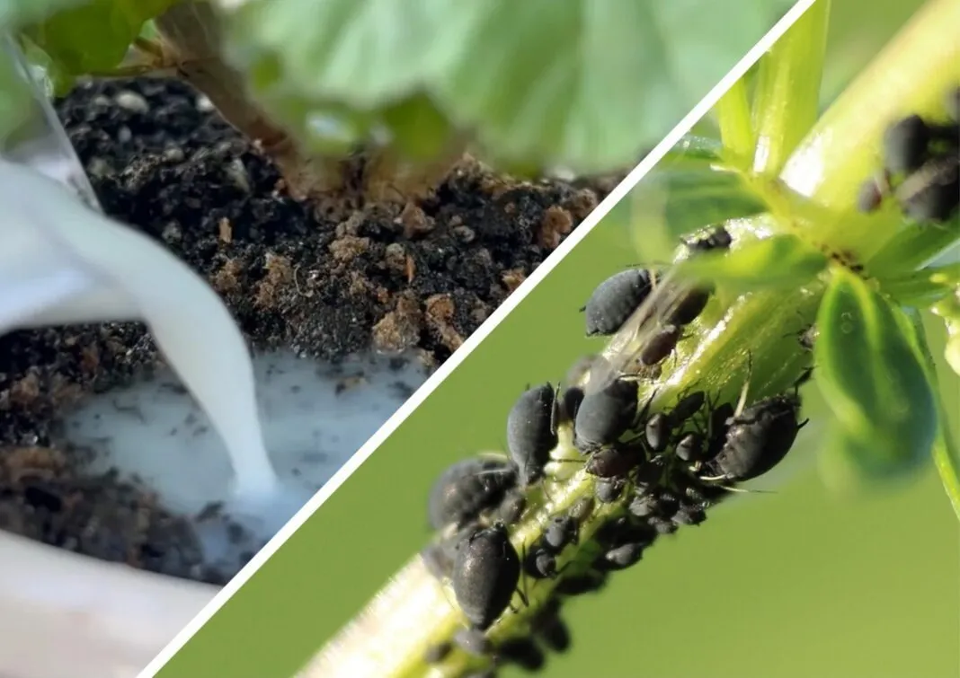 Apsauga nuo kenkėjų