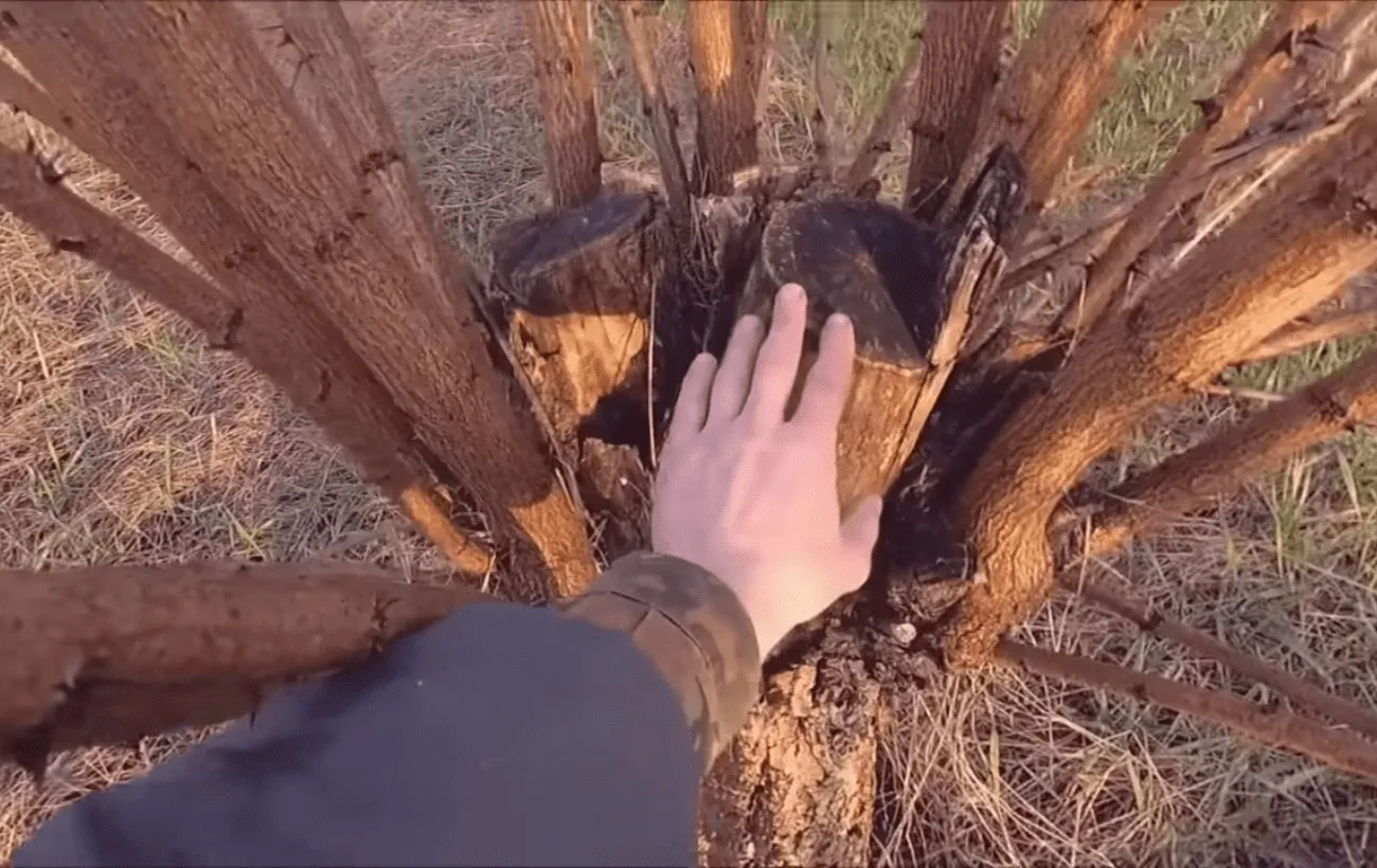 Ataugusios vaismedžių atžalos