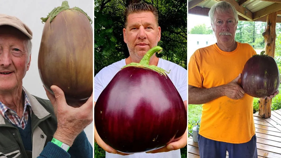 Didžiausi baklažanai