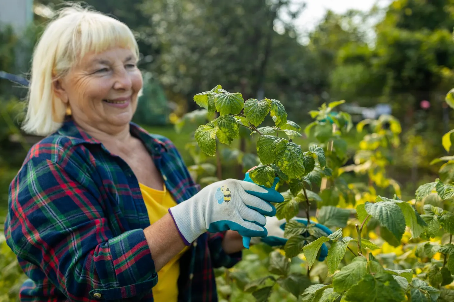 Geriausias būdas genėti avietes