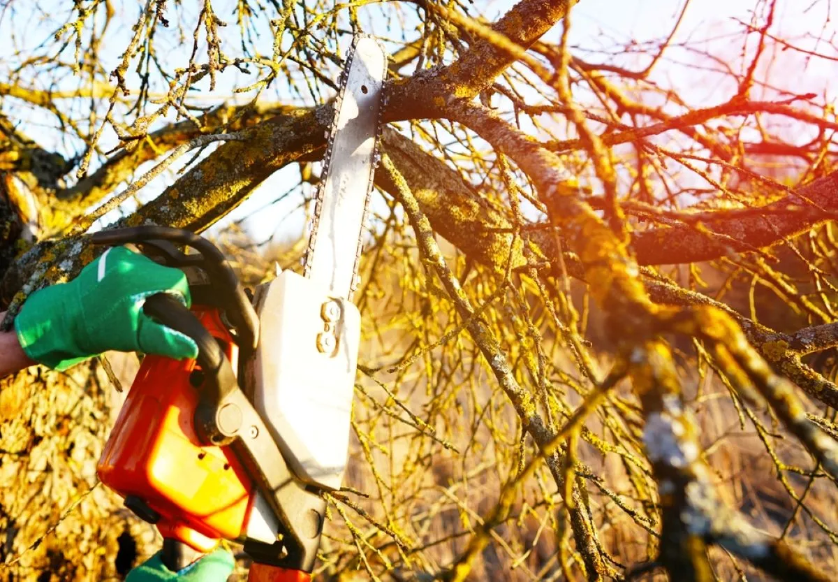 Grandininiai pjūklai