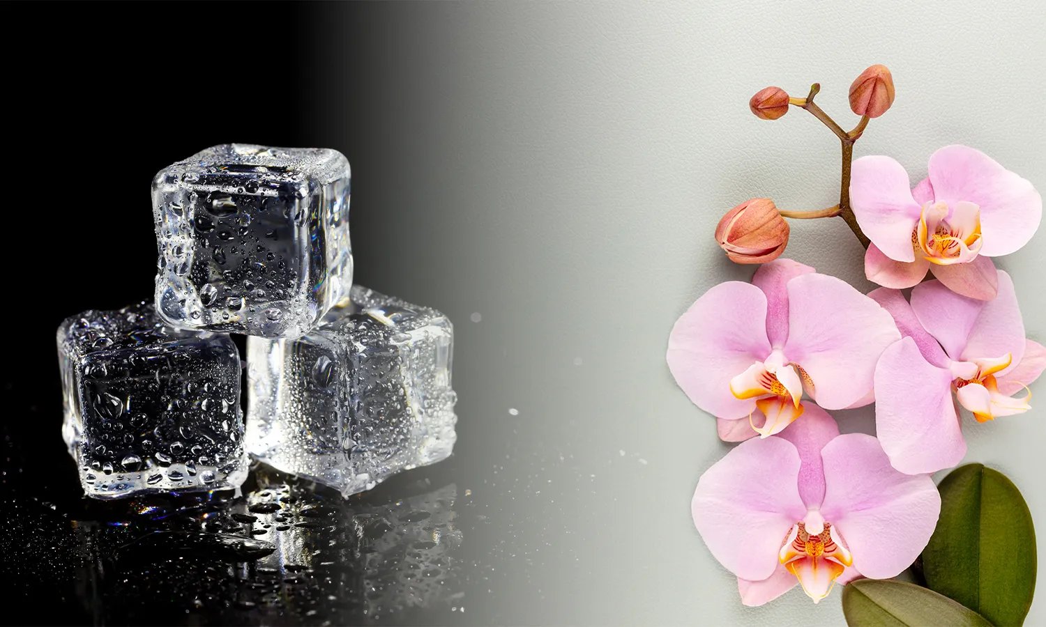 Ledo kubeliai ir orchidėjos