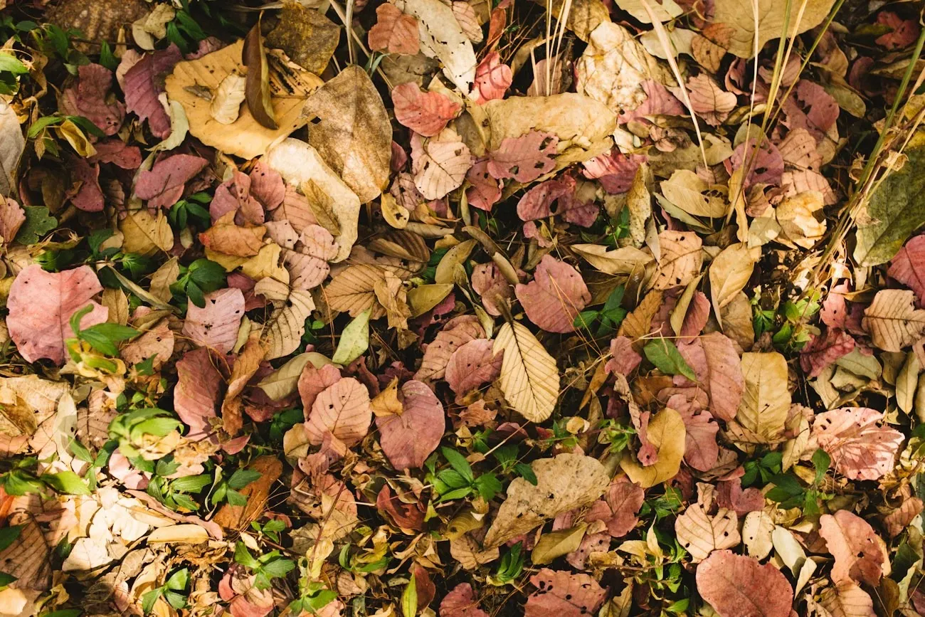 Medžių lapai rudenį