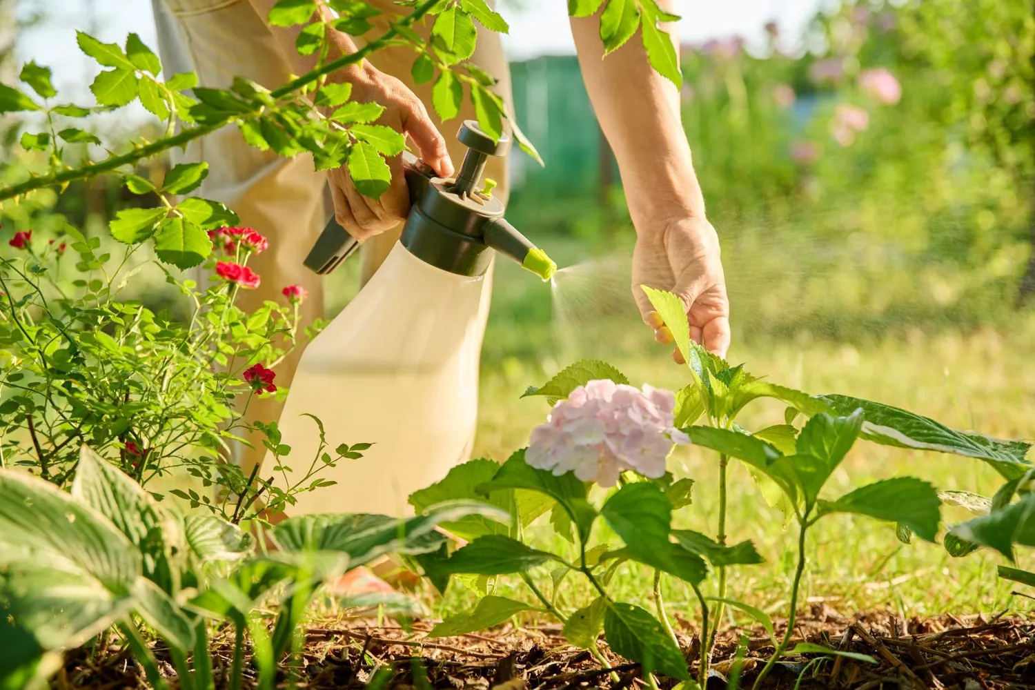 Metas purkšti sodą