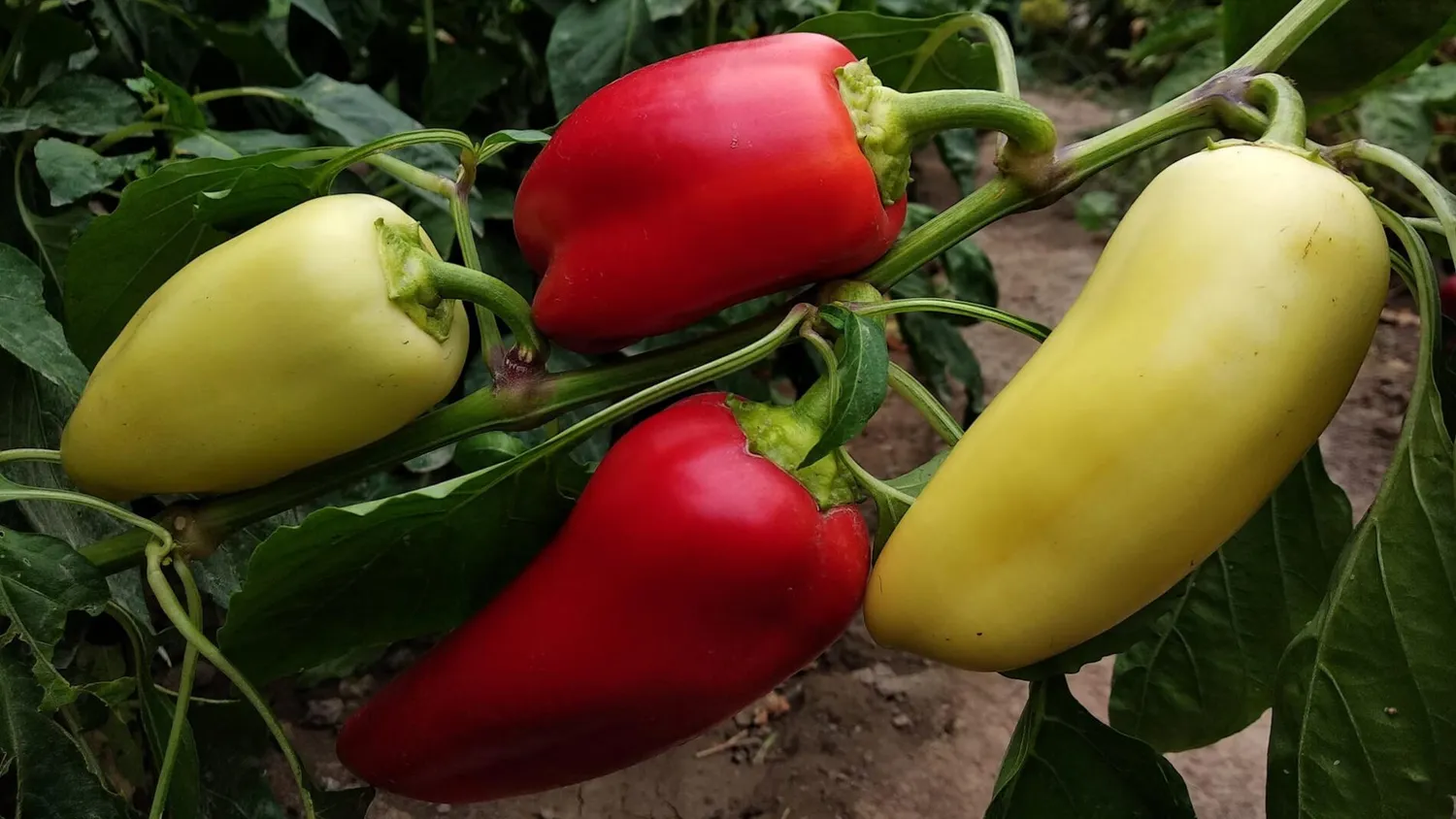 Paprikų derlius sode