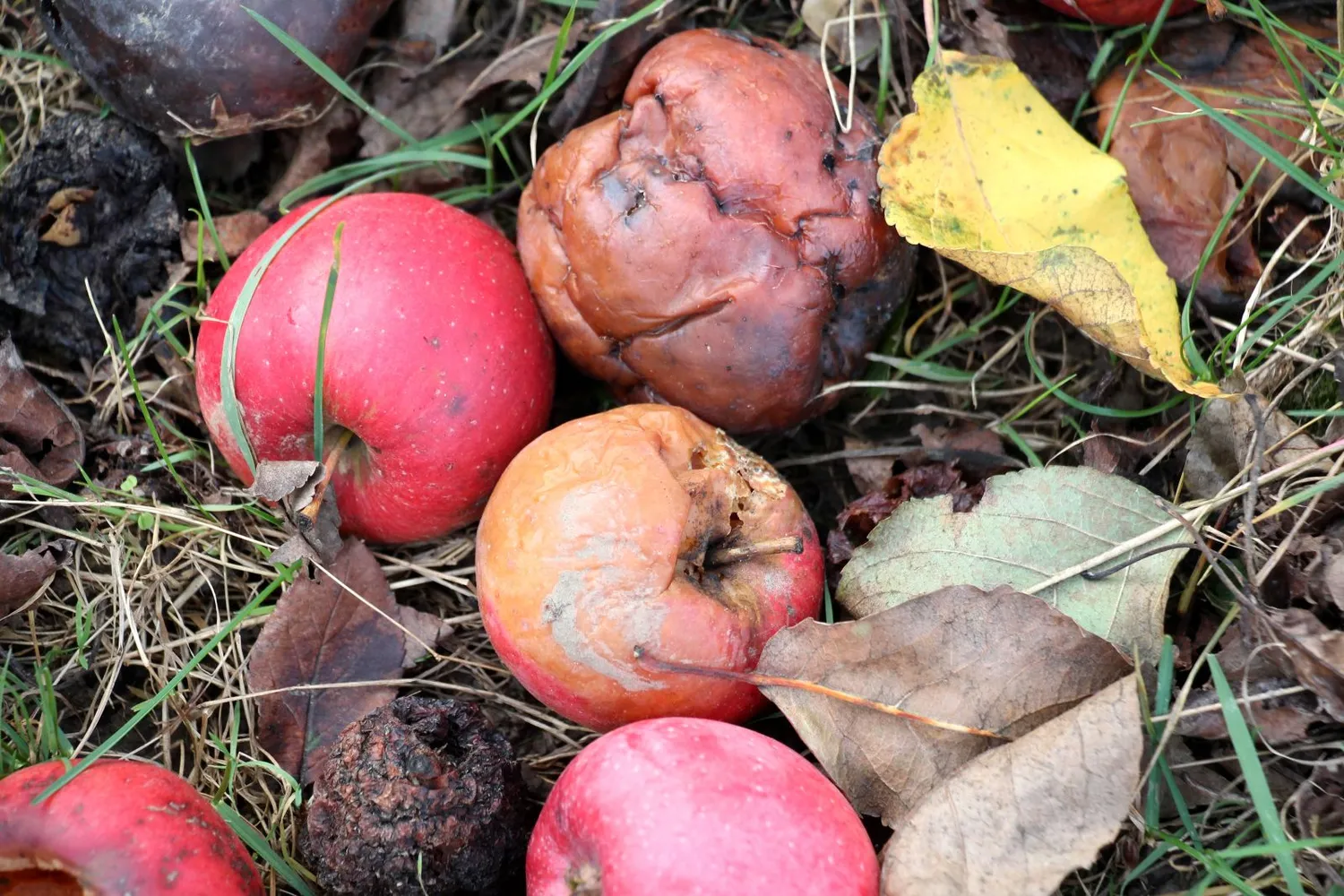 Supuvę obuoliai į kompostą