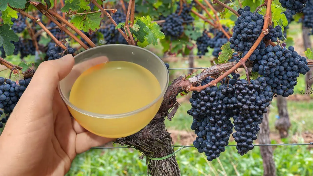 Vynuogių tręšimas rugsėjį