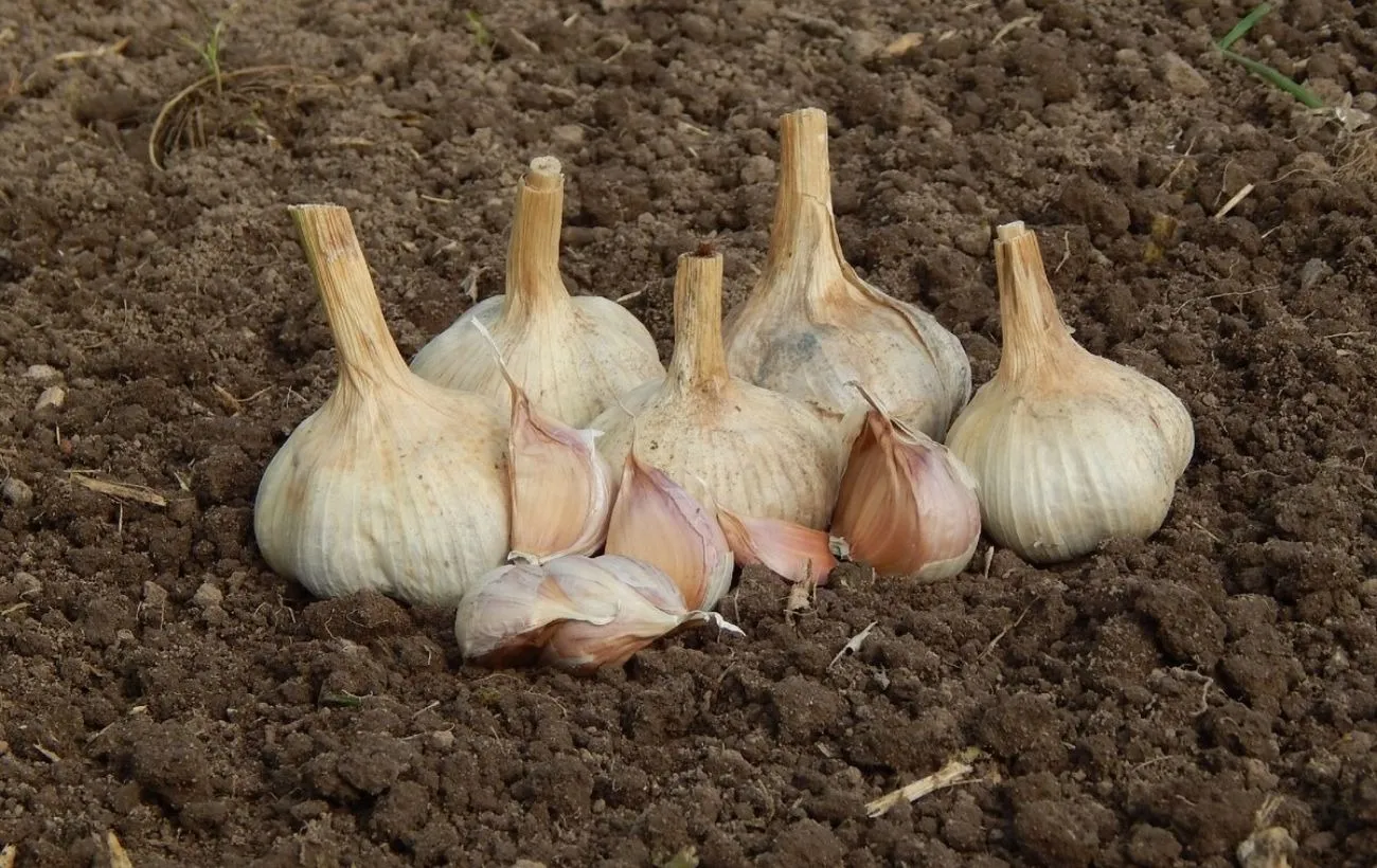 Česnakus reikia sodinti dabar