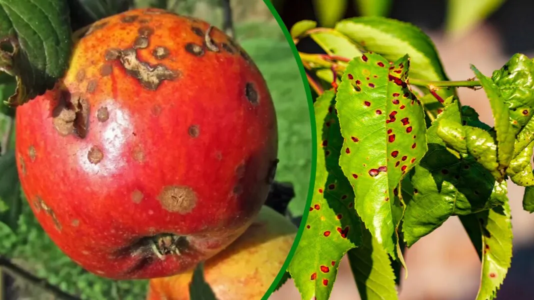 Dėmės ant obelų lapų