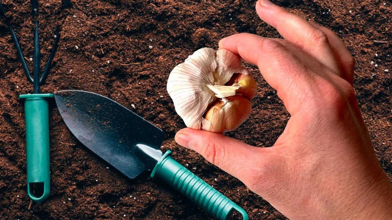 Geriausias laikas sodinti česnakus spalį