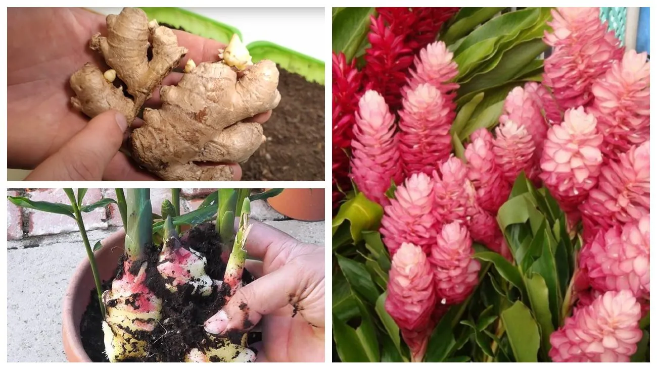 Imbieras auginamas namuose