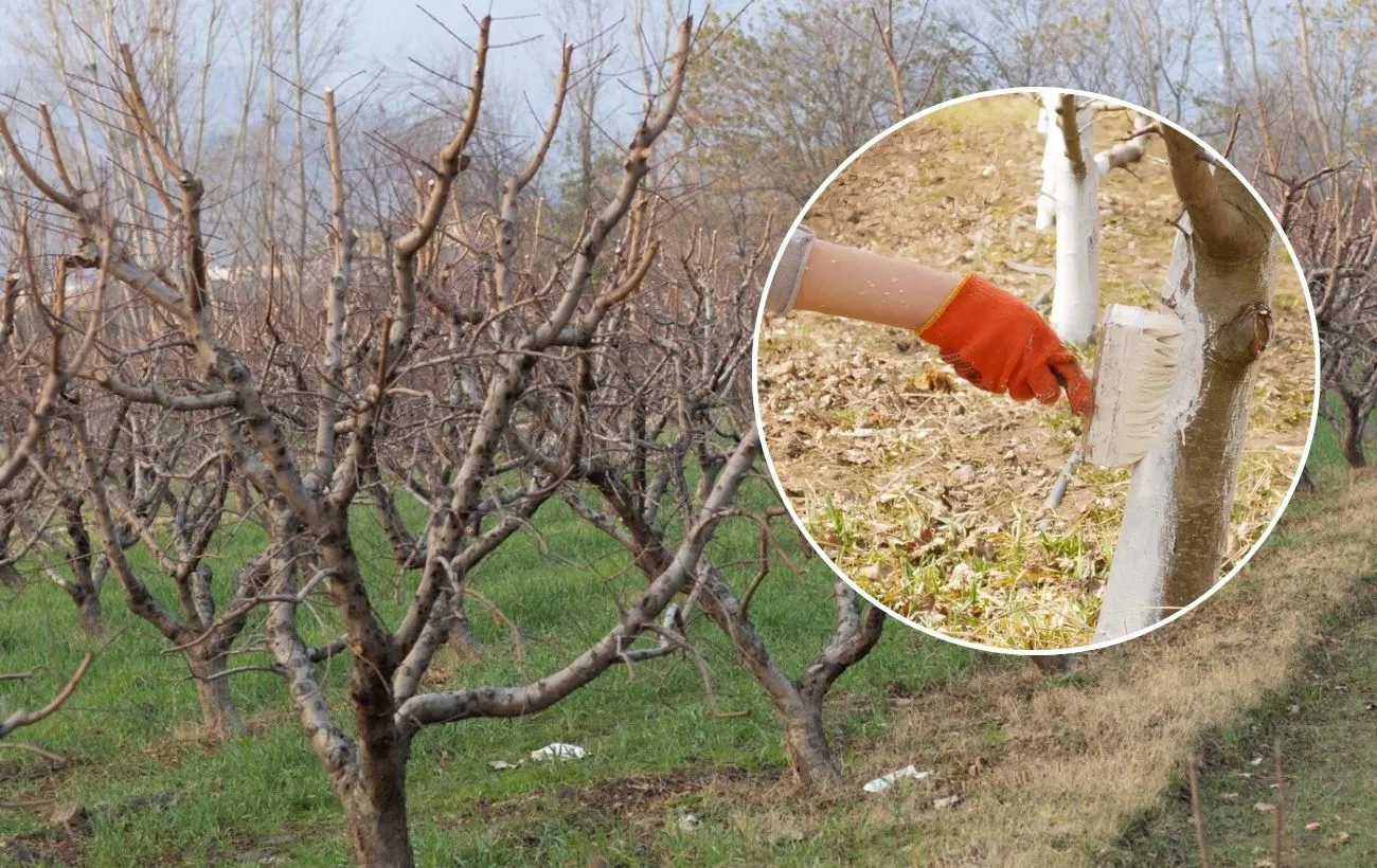 Kaip paruošti medžius žiemai