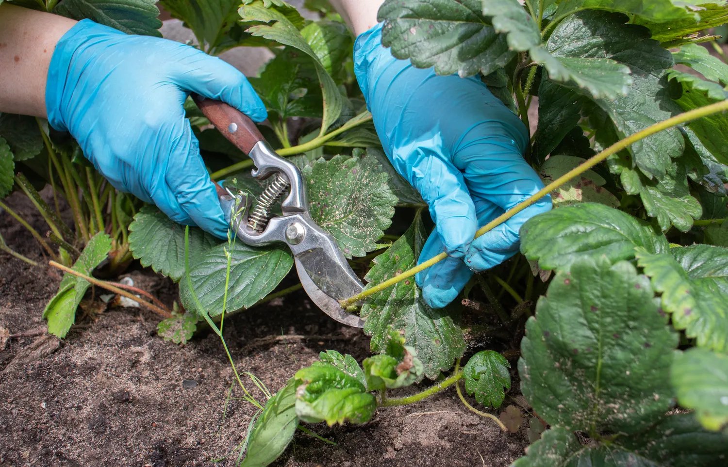 Teisinga braškių priežiūra rudenį