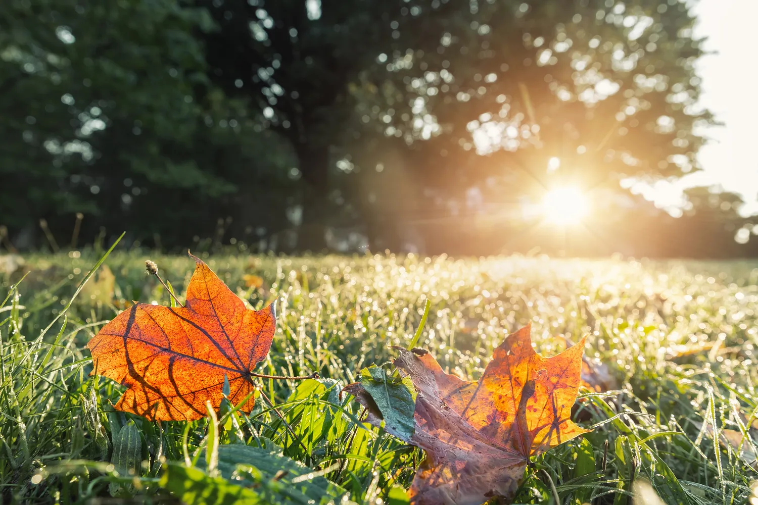 Prižiūrėkite veją rudenį